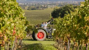 Lire la suite à propos de l’article Vignoble le Rauly – De la vigne au e-commerce
